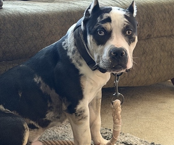 Medium Photo #1 American Bully Puppy For Sale in NIXA, MO, USA