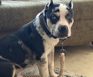 Father of the American Bully puppies born on 06/23/2026