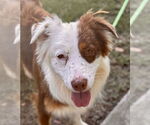 Small #4 Australian Shepherd