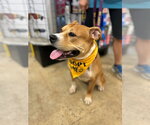 Small #1 Staffordshire Bull Terrier Mix