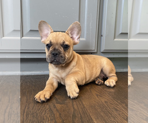 French Bulldog Puppy for sale in FRANKLIN, IN, USA