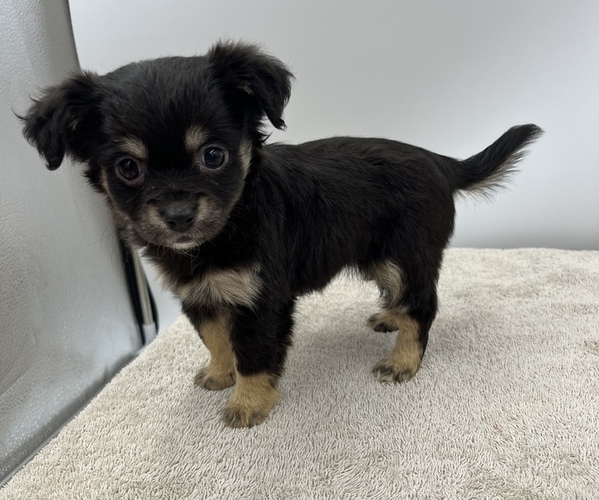 Medium Photo #6 Chorkie Puppy For Sale in SAINT AUGUSTINE, FL, USA