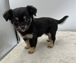 Small Photo #6 Chorkie Puppy For Sale in SAINT AUGUSTINE, FL, USA