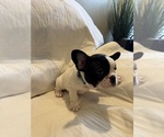 Small #1 French Bulldog