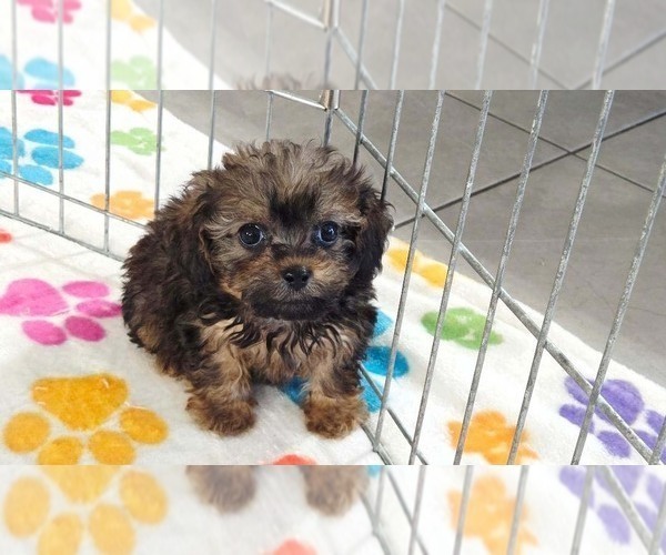 Medium Photo #4 Cavapoo (Miniature)-Poodle (Toy) Mix Puppy For Sale in ORO VALLEY, AZ, USA
