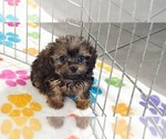 Ginger - Female Cavapoo (Miniature)-Poodle (Toy) Mix Puppy for Sale - Photo #4