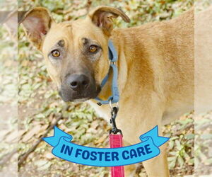 Black Mouth Cur-Unknown Mix Dogs for adoption in Tallahassee, FL, USA