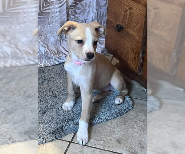 Medium Photo #2 Mutt Puppy For Sale in Genesee, WI, USA