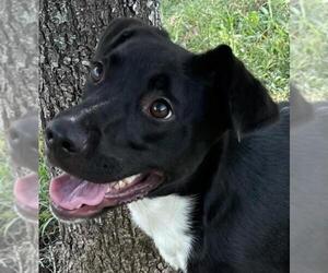 Labrador Retriever-Unknown Mix Dogs for adoption in Texas City, TX, USA