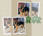 Small #5 German Shepherd Dog