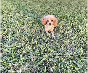 Poodle (Toy) Puppy for sale in EL CAMPO, TX, USA