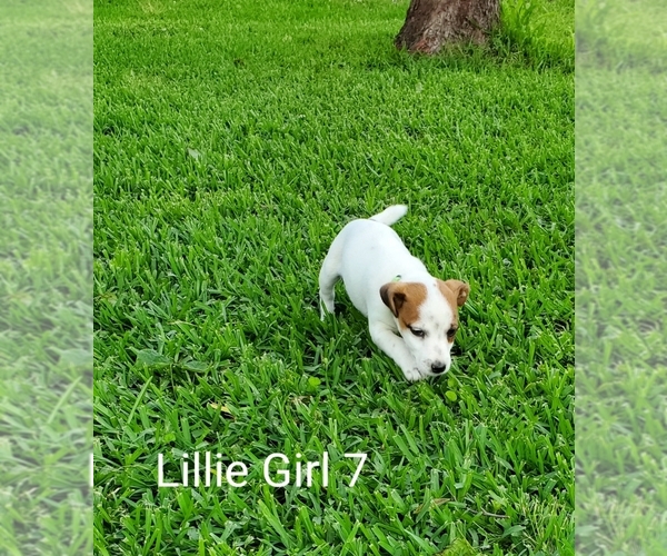 Medium Photo #9 Jack Russell Terrier Puppy For Sale in PIONEER, LA, USA