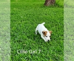 Small Photo #9 Jack Russell Terrier Puppy For Sale in PIONEER, LA, USA