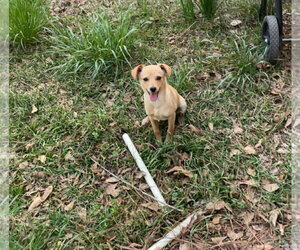 Rat-Cha Dogs for adoption in Jackson Township, NJ, USA