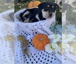 Puppy 7 Rottweiler-Sharberian Husky Mix