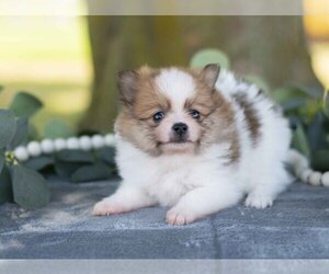 Medium Pomeranian