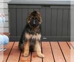 Small #3 German Shepherd Dog