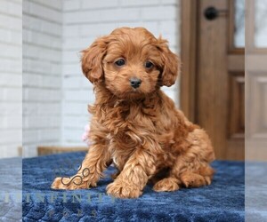 Cavapoo (Miniature) Puppy for sale in NARVON, PA, USA