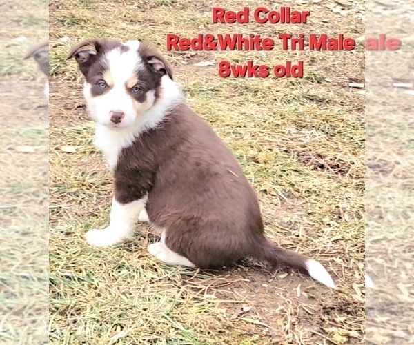 Medium Photo #6 Border Collie Puppy For Sale in BYBEE, TN, USA