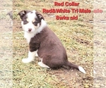 Small #5 Border Collie