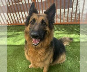 German Shepherd Dog-Unknown Mix Dogs for adoption in Las Vegas, NV, USA