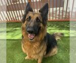Small German Shepherd Dog Mix