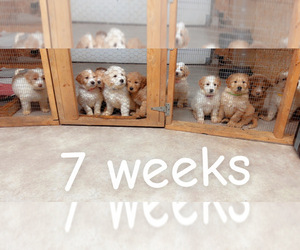 Pyredoodle Puppy for sale in MINSTER, OH, USA