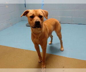 Mutt Dogs for adoption in Moreno Valley, CA, USA