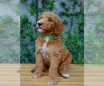 Small #2 Goldendoodle