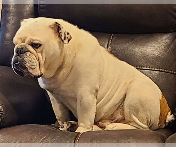 Medium Photo #1 Bulldog-Unknown Mix Puppy For Sale in San Antonio, TX, USA