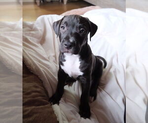 American Pit Bull Terrier Dogs for adoption in La Vergne, TN, USA