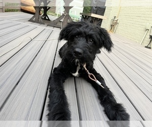 Aussiedoodle Puppy for sale in PITTSBURGH, PA, USA