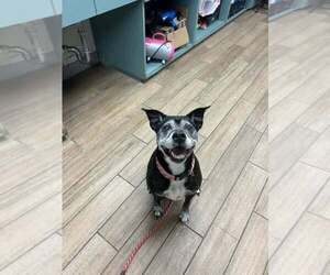 Labrador Retriever-Unknown Mix Dogs for adoption in Rowlett, TX, USA