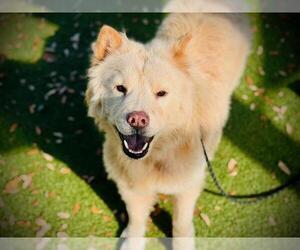 Chow Chow Dogs for adoption in Orlando, FL, USA