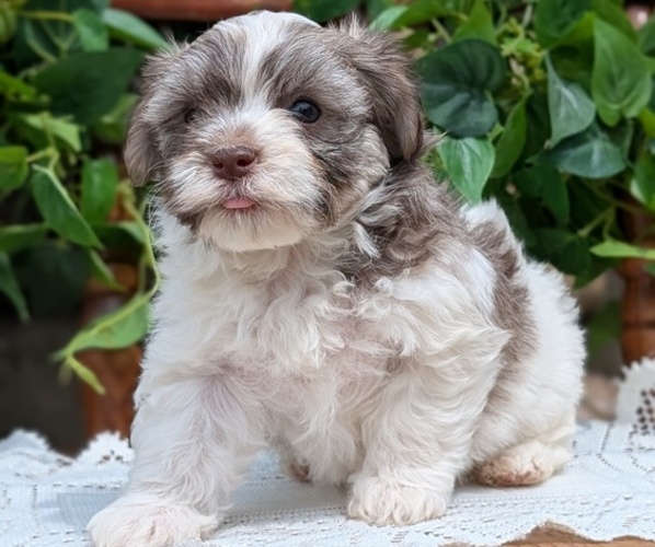 Medium Photo #4 Havanese Puppy For Sale in GOSHEN, IN, USA