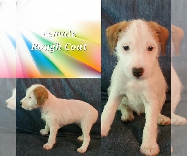 Medium Photo #1 Jack Russell Terrier Puppy For Sale in PURCELLVILLE, VA, USA