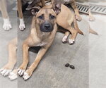 Small German Shepherd Dog Mix