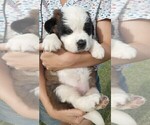 Small Photo #9 Saint Bernard Puppy For Sale in SPENCERVILLE, IN, USA