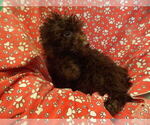 Small #4 F2 Aussiedoodle