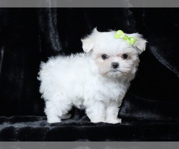 Medium Photo #2 Maltese Puppy For Sale in ROCK VALLEY, IA, USA