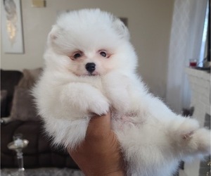 Pomeranian Puppy for sale in SPARKS, NV, USA