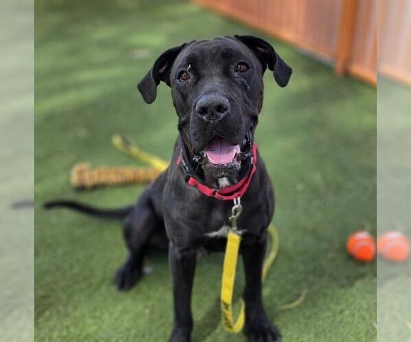 Medium Photo #2 Mutt Puppy For Sale in Las Vegas, NV, USA