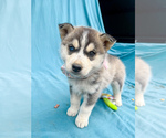 Puppy Floral Siberian Husky