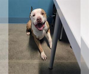 Mutt Dogs for adoption in Houston, TX, USA