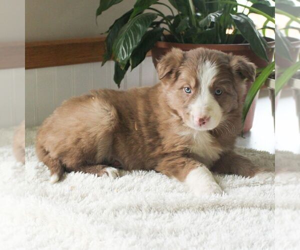 Medium Photo #4 Border Collie Puppy For Sale in MANHEIM, PA, USA