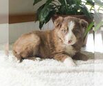 Small Photo #4 Border Collie Puppy For Sale in MANHEIM, PA, USA