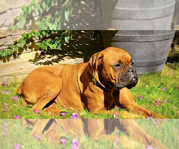 Medium Photo #2 Boxer Puppy For Sale in Dumont, NJ, USA
