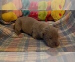 Small Photo #123 Great Dane Puppy For Sale in SPRAGGS, PA, USA