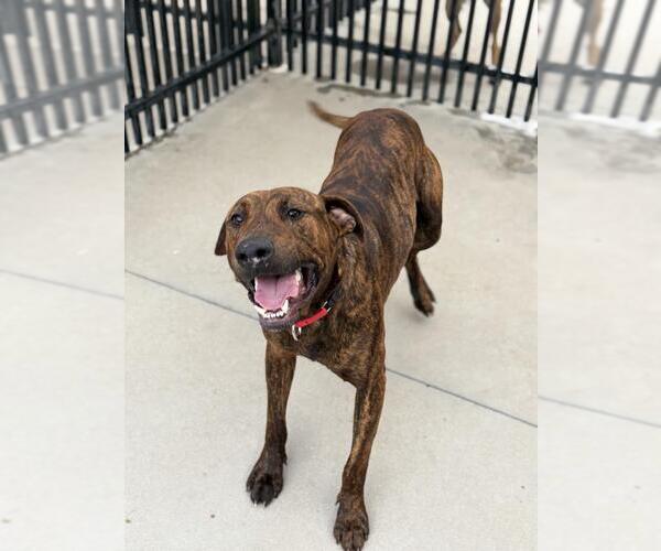 Medium Photo #1 Plott Hound-Unknown Mix Puppy For Sale in Santa Maria, CA, USA