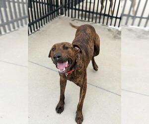 Plott Hound-Unknown Mix Dogs for adoption in Santa Maria, CA, USA